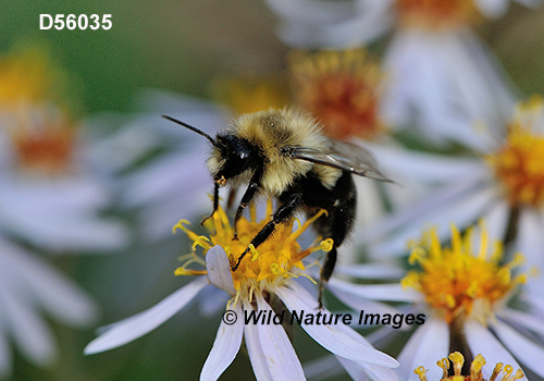 Common Eastern Bumble Bee (Bombus impatiens)